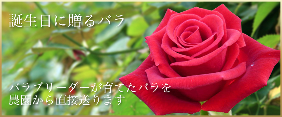 バラの花束43本 誕生日 産地直送販売 斉藤バラ園