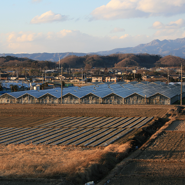 キレイな空気とのどかな雰囲気の中バラが育ちます