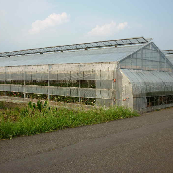 斉藤バラ園のビニールハウスの風景