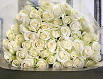 60本のバラでお祝いを!還暦祝い用バラの花束(白60本)